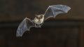 Pipistrelle Bat飞行