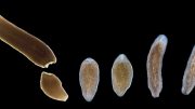 平林扁虫提供了基因的功能和演变的宝库