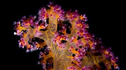 益生菌促进珊瑚的生存