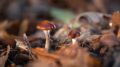 青色鹦鹉螺蘑菇
