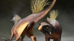 Psittacosaurus重建