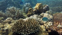 在塞舌尔恢复珊瑚礁