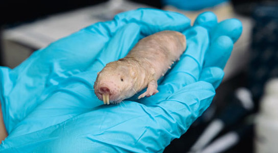 研究人员发现化学品，使裸体摩尔大鼠癌症证明
