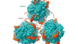 Rubisco和EPYC1类蛋白核基质