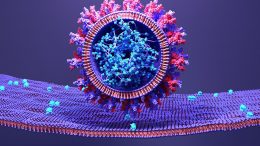 SARS-COV-2感染人体细胞
