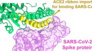 SARS-CoV-2刺突蛋白ACE2受体相互作用