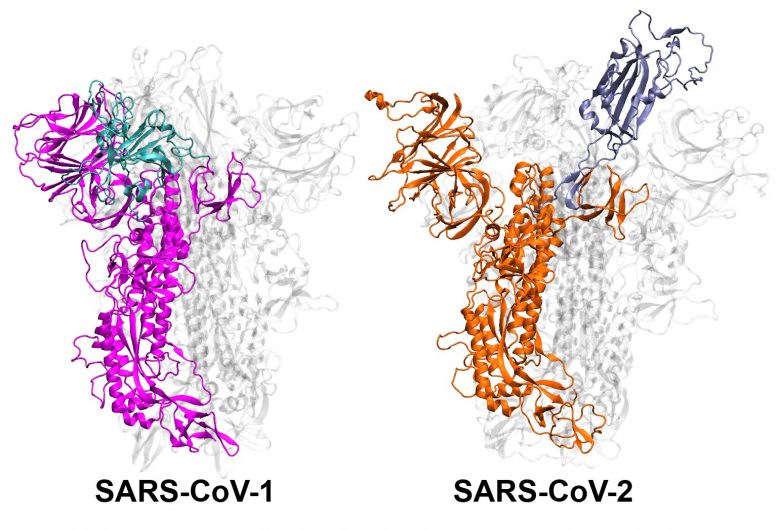 SARS CoV2的糖蛋白激增