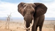 伤心的非洲大象