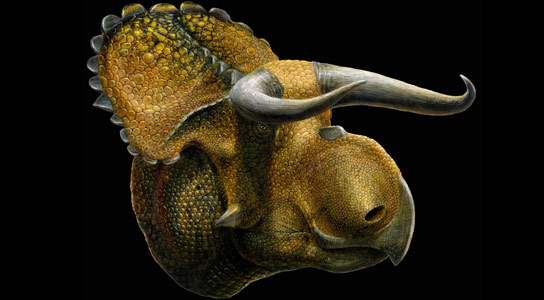 科学家们发现了一种新的有角恐龙——泰坦龙