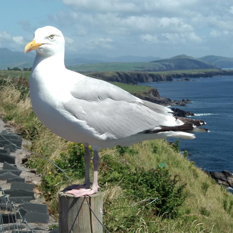 Seabird在爱尔兰