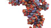 短链RNA可以选择性地关闭癌症基因