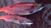 红鲑鱼覆盖