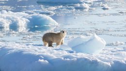 东南格陵兰极地熊