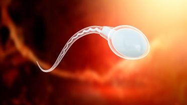 Sperm细胞科学说明