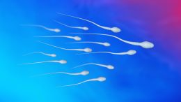 spermatoaSperm细胞