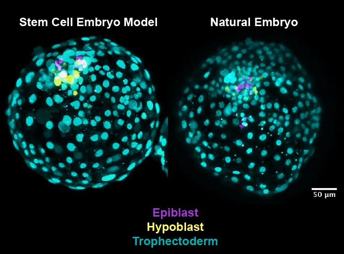 干细胞胚胎模型