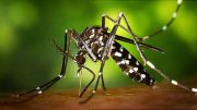 研究发现“中和”Zika病毒的抗体