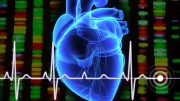 研究鉴定了用于治疗心律失常的新基因变体