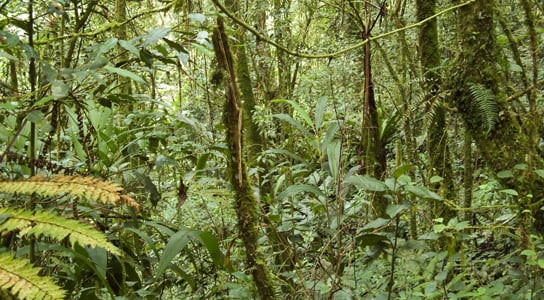 研究显示热带森林吸收更多二氧化碳