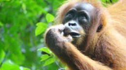 苏门答腊Orangutan