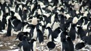 在危险群岛发现了阿德利企鹅的超级殖民地