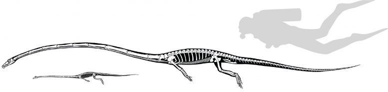 Tanystropheus骨架尺寸比较
