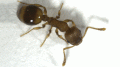 Temnothorax nylanderi蚂蚁