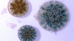 三个Cassiopea水母