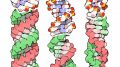 三构符号DNA双螺旋