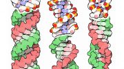 三大构型DNA双螺旋