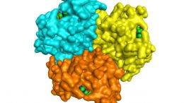 奥丁古生菌古酶的三聚体结构
