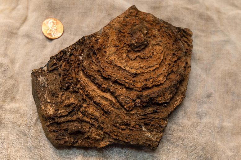 Tumbiana Stromatolite.