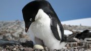 关于阿德里企鹅的独特见解