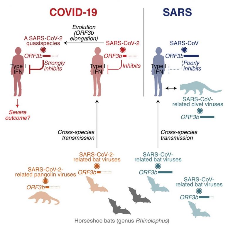 在Covid-19中损害免疫应答的病毒因素