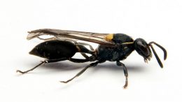 巴西Wasp毒理杀无损正常细胞
