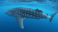 鲸鲨受伤