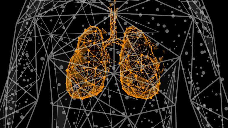 线框人类肺部