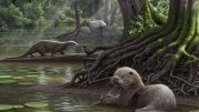 狼大小的水獭生活在大约600万年前