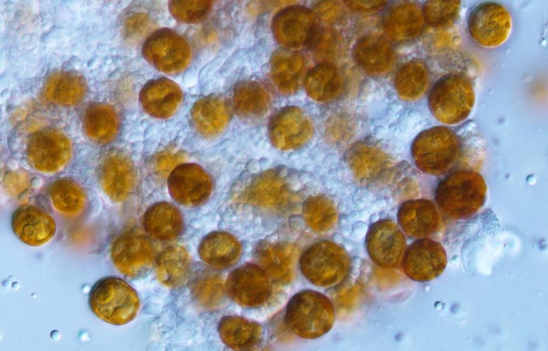 黄细胞绵蚜体