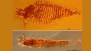 amber-preserved-arthropods-triassic
