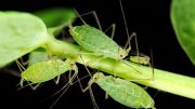 蚜虫 - 光合作用