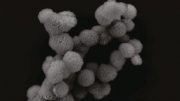 Micrompongs集群由长链折叠RNA制成