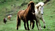 冰岛 - 骑马