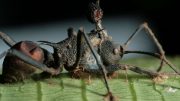 对抗僵尸蚂蚁真菌的寄生虫