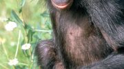 科学家已经完成了Bonobo的基因组