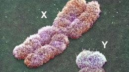X-Y-染色体
